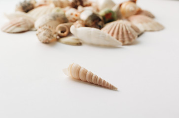 Pile of beautiful sea shells on white background