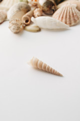 Fototapeta na wymiar Pile of beautiful sea shells on white background