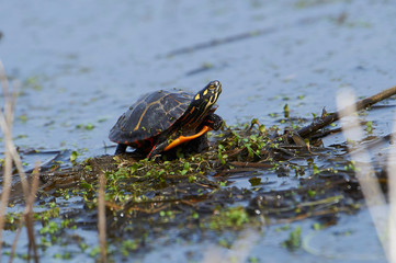 Eastern painted turtle (Chrysemys picta) on edge of wetland, Annapolis Royal Marsh, French Basin...