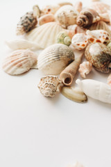 Pile of beautiful sea shells on white background