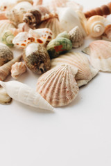 Pile of beautiful sea shells on white background