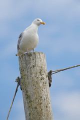 Herring Gull (Larus argentatus) perched on a post at Crescent Beach, Nova Scotia, Canada