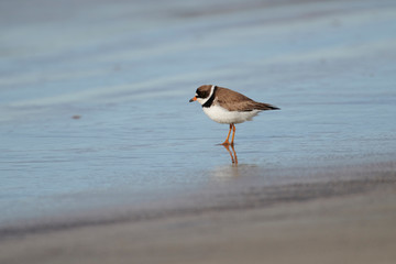 Semipalmated Plover (Charadrius semipalmatus) foraging along shoreline, Crescent Beach, Nova Scotia, Canada