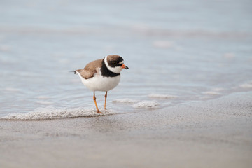 Semipalmated Plover (Charadrius semipalmatus) foraging along shoreline, Crescent Beach, Nova Scotia, Canada