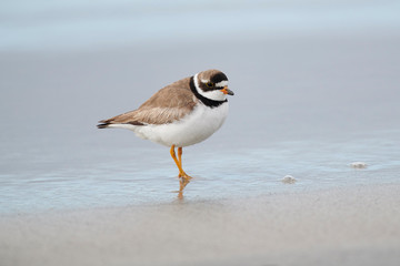 Semipalmated Plover (Charadrius semipalmatus) foraging along shoreline, Crescent Beach, Nova Scotia, Canada