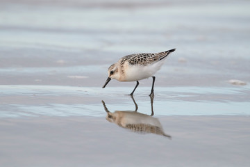Sanderling (Calidris alba) foraging along shoreline, Crescent Beach, Nova Scotia, Canada