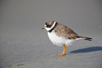 Semipalmated Plover (Charadrius semipalmatus) foraging along shoreline, Crescent Beach, Nova Scotia, Canada