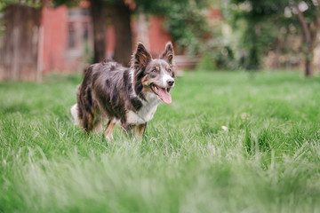Border collie dog on a walk. Dog training. Active dog.