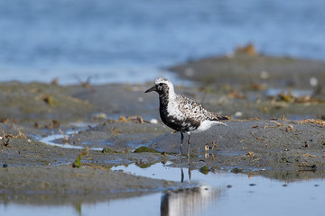 Black-bellied Plover (Pluvialis squatarola) foraging along shoreline, Crescent Beach, Nova Scotia, Canada