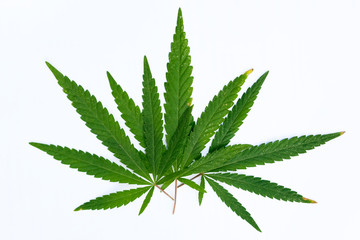 Green young hemp leaves on a white background. Green leaves, divided into 5-7 segments, equidistant and mirrored relative to one central.