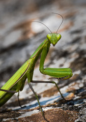 Green Praying Mantis Hunting For Insects