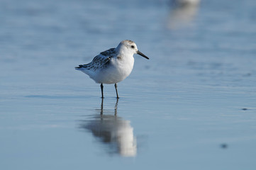 Sanderling (Calidris alba) foraging on beach, Cherry Hill Beach, Nova Scotia, Canada