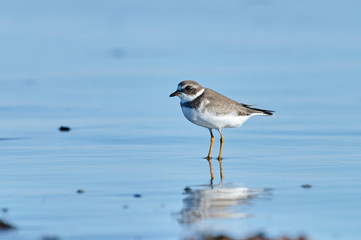 Semipalmated Plover (Charadrius semipalmatus) foraging on beach, Cherry Hill Beach, Nova Scotia, Canada