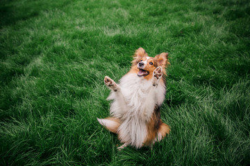 Shetland Shepherd dog looking up. Green grass. Funny dog