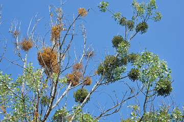 Mistletoe (Mistel) - balls on trees, a growing parasite. mistletoe infestation on a birch against...