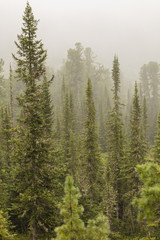 Beautiful view of Siberian nature. Very beautiful and fabulous forest