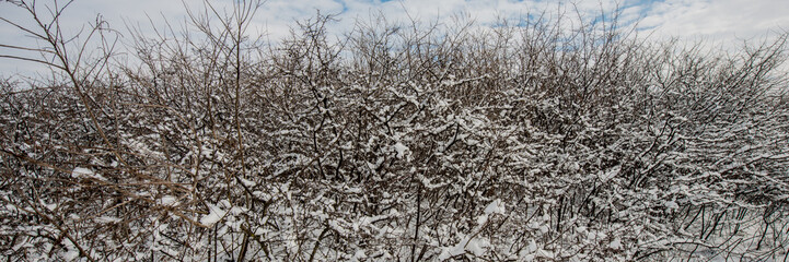 Branches covered with snow overgrowth of thorns.