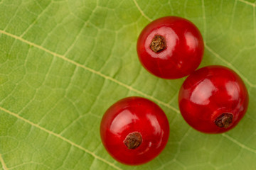 Close up Three red currant berries on a green sheet backgrounds. nature and ecology concept.