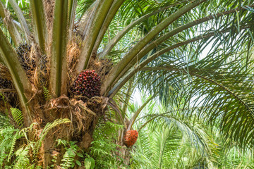 Oil palm fruits on trees.