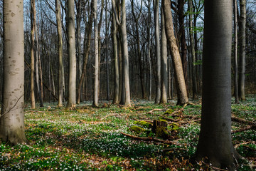 Bäume Wald