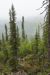 Fototapeta na wymiar Beautiful view of Siberian nature. Very beautiful and fabulous forest