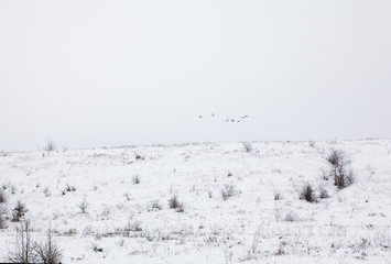 snowy hills with plants in the winter 