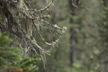 Beautiful view of Siberian nature. Very beautiful and fabulous forest