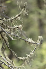 Beautiful view of Siberian nature. Very beautiful and fabulous forest