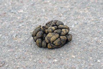 goat excrement black color on asphalt. Natural fertilizer. Manure. Agriculture. Goat shit. A pile of goats droppings close up