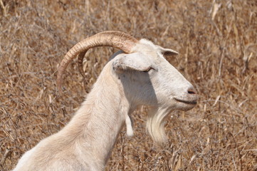 goats on Karpathos island, Dodecanese, Greece