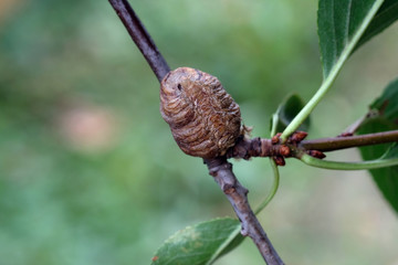 Fototapeta premium A sprig of cherry with green leaves with a mantis cocoon attached to it. Mantis cocoon for laying eggs on a cherry branch. Mantis nest close up.
