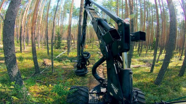 Deforestation, forest cutting concept. Wood harvester is working in the forest