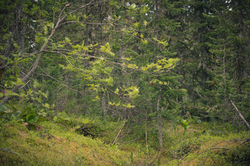 Beautiful view of Siberian nature. Very beautiful and fabulous forest