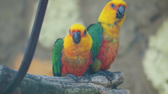 Pair of jandaya parakeet or jenday conure. Aratinga jandaya is a small Neotropical parrot.