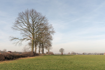 A small row of bald trees in a landscape