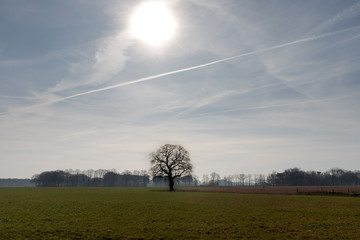 Single bald tree in a meadow with the sun above in the sky