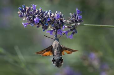 Hummingbird Hawk Moth Butterfly (Macroglossum stellatarum) Drinking Nectar From Flower During Hovering Flight