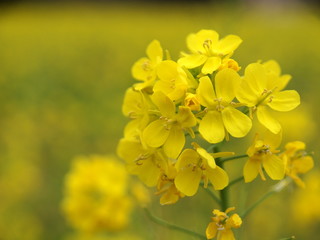 早春の菜の花
