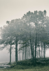 trees in fog in forest  - 293137710