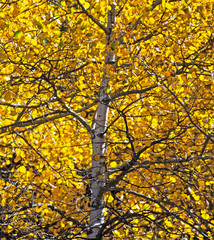 Fototapeta premium tree in autumn