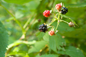 Fresh Wild Blackberries are Always Organic and So Tasty