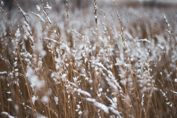 Brown-yellow dry grass covered with white snow close-up. Natural background. Autumn or winter texture.