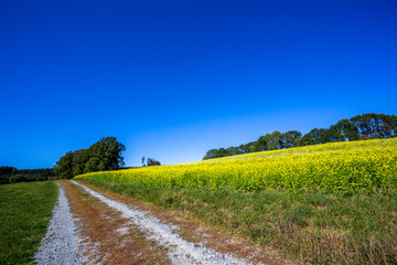 Fototapeta premium Feldweg am Rapsfeld in idyllischer Natur 