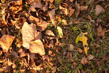 place which there are dry leaves
