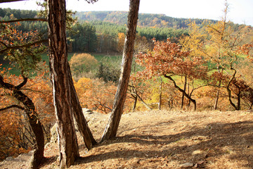 Autumn landscape near Pilsen. Autumn colors, Czech forest, view to the landscape, pine trees.