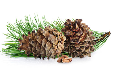 Cedar cones with branch and nuts on a white background.