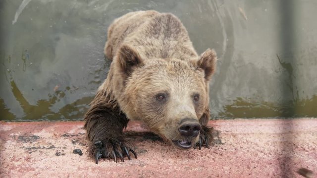 Fluffy brown bear standing in a pool and catching thrown bread in a zoo in slo-mo