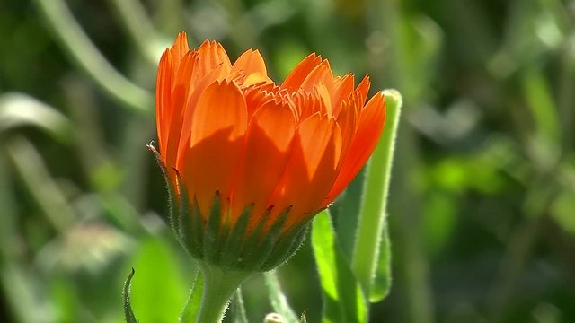 Eine orange Ringelblume schaukelt im Wind