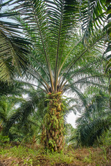 Oil palm tree in the tropical.