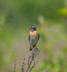 Bird Whinchat  (Saxicola rubetra) sits on a dry blade of grass in a meadow